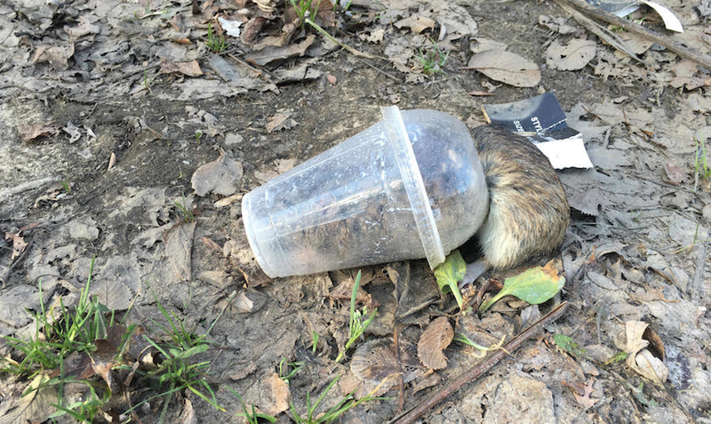 Illustration for article titled In A Slushie Cup, A Rat